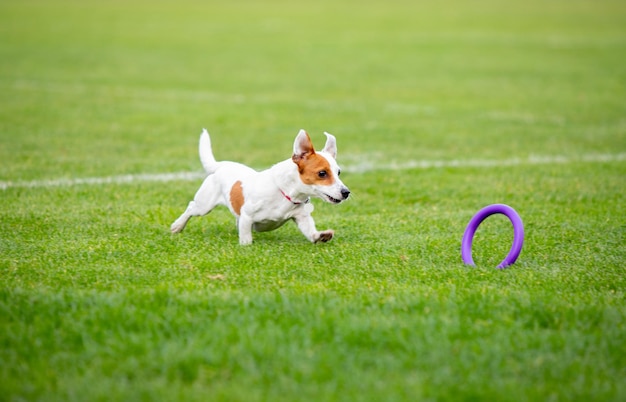 Sportive dog performing during the lure coursing in competition