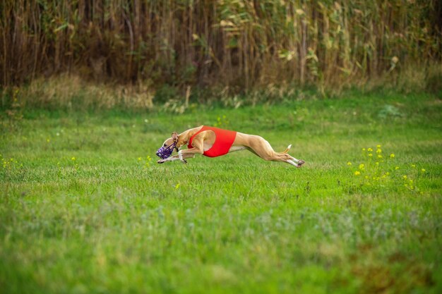 Sportive dog performing during the lure coursing in competition