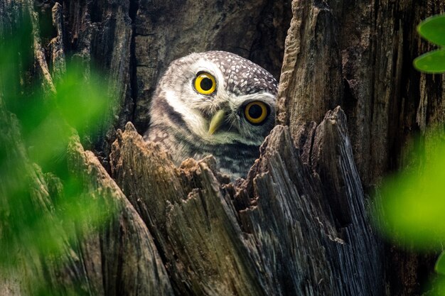 木にとまる自然の中でフクロウを見つける プレミアム写真