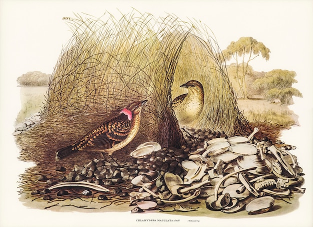 Free photo spotted bower bird (chlamydera maculata) illustrated by elizabeth gould