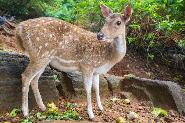 Free photo spotted deer