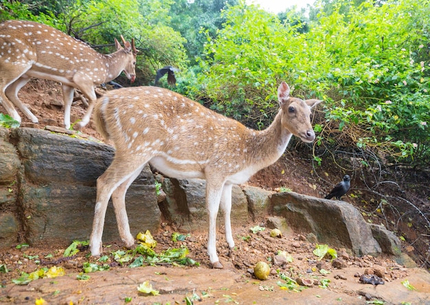 発見された鹿