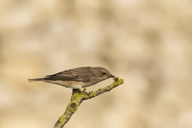 Free photo spotted flycatcher, muscicapa striata,