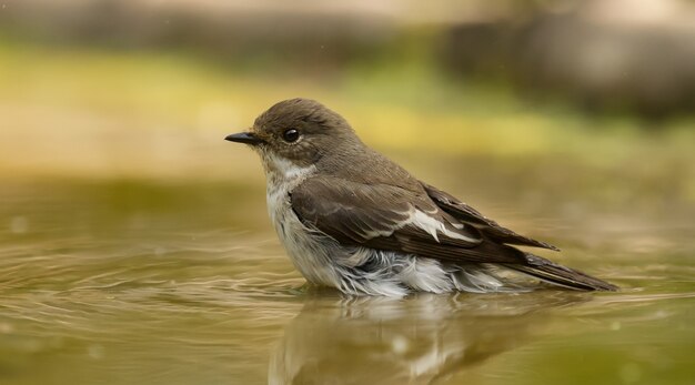 Spotted flycatcher sitting on the water