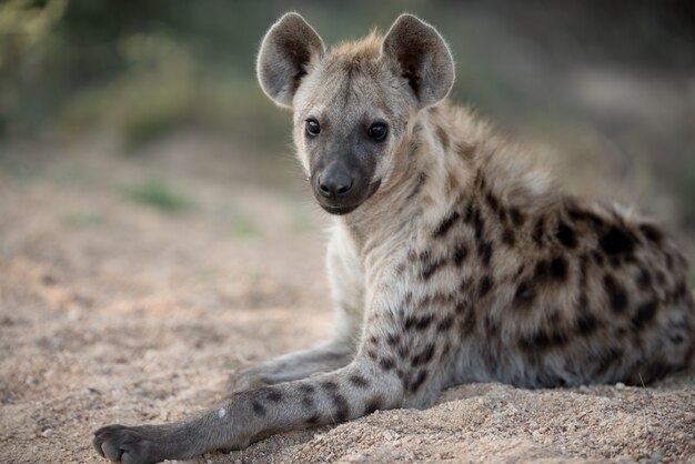 spotted hyena resting on the ground
