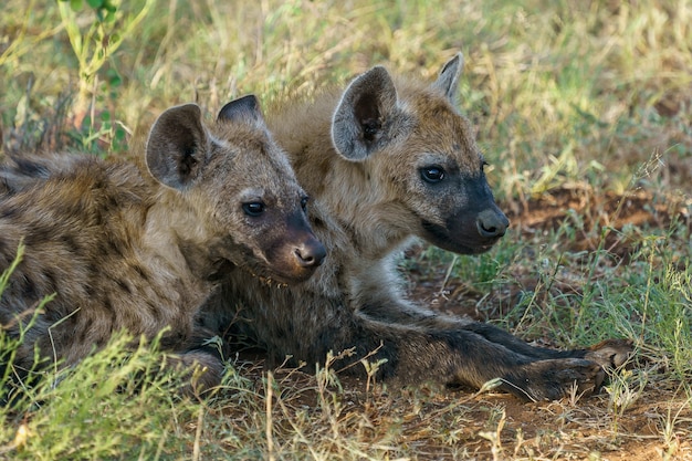 Free photo spotted hyenas resting on the ground