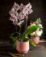 Free photo spotted orchid  white and purple  side view