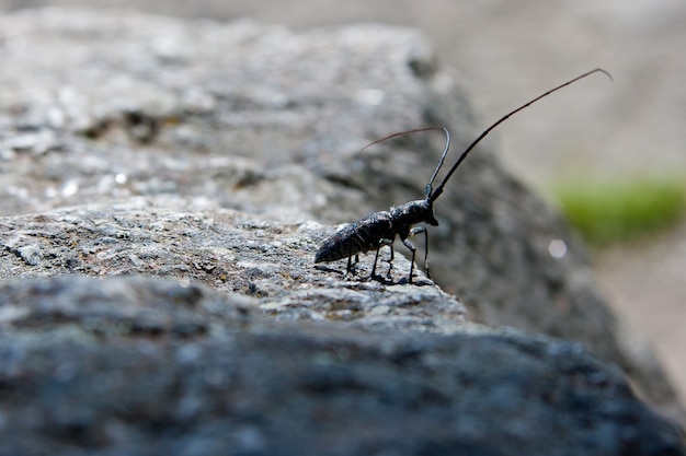 A spotted sawyer beetle in Yellowstone National Park