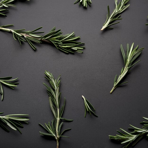 Sprig of rosemary spread on black background