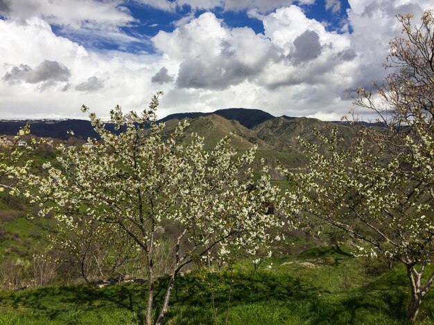 Spring in armenia. flowering trees in the background of mountains and clouds