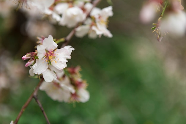 Spring background with almond blossoms close-up