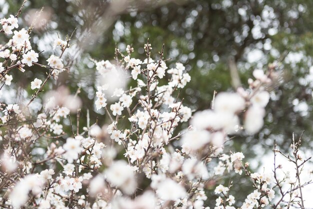 Spring background with awesome almond blossoms