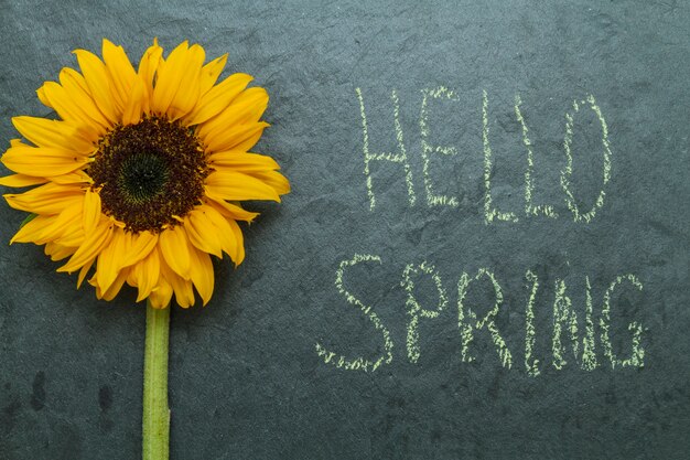 Spring background with a beautiful daisy