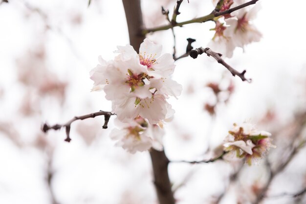 幻想的なアーモンドの花と春の背景