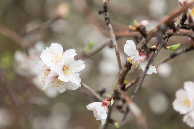 환상적인 흰 꽃과 봄 배경