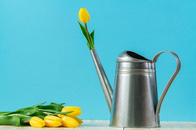 Spring background with metallic watering can and yellow tulips