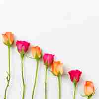 Free photo spring background with roses