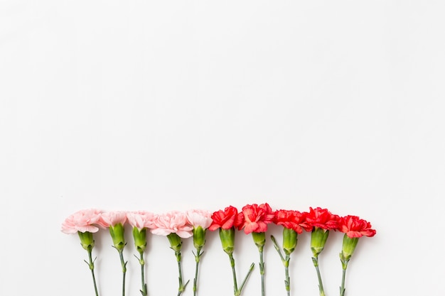 Spring background with roses