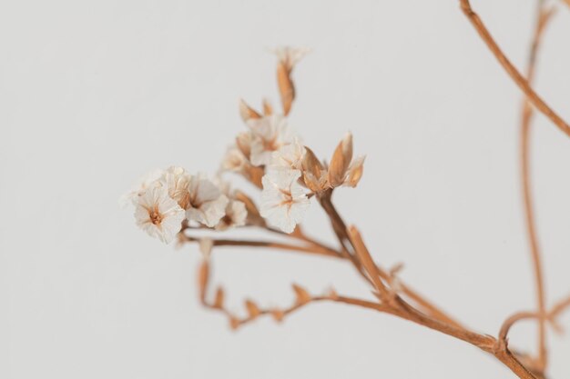 Весенний фон с макросъемкой сушеного белого цветка статицы