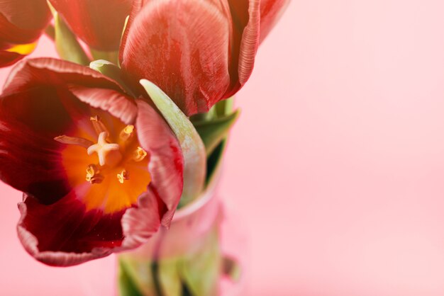 Spring beautiful tulip in vase against pink backdrop