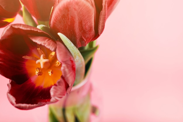 ピンクの背景の花瓶に春の美しいチューリップ