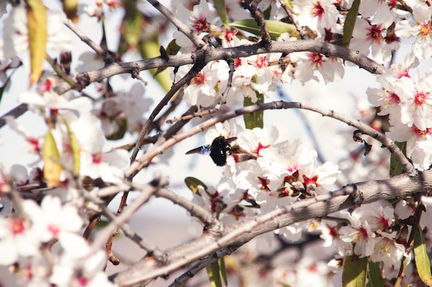 봄 꿀벌