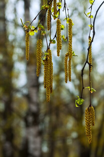 spring birch branches 