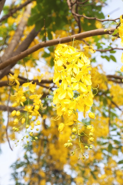 spring bloom plant nature detail