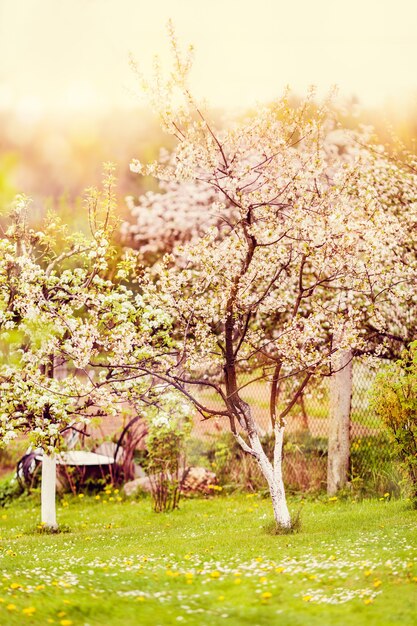 Spring blooming trees in village