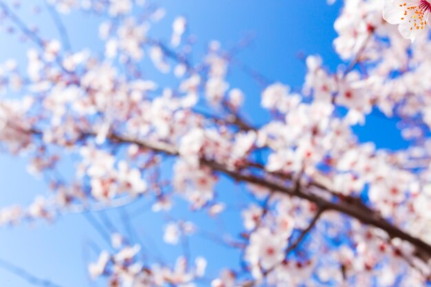 春咲き