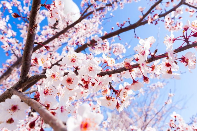 Free photo spring blooming