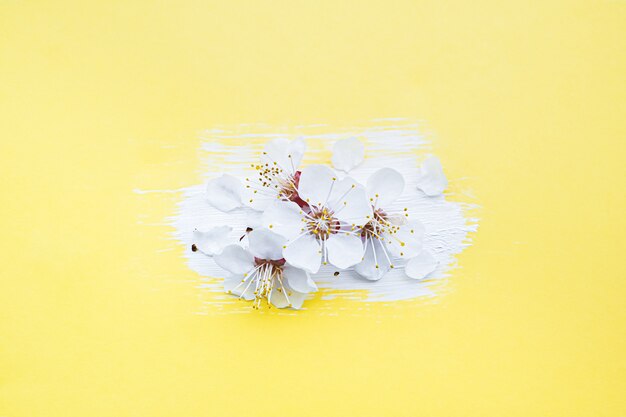 Spring blossom concept. Blooming cherry branch on yellow background.