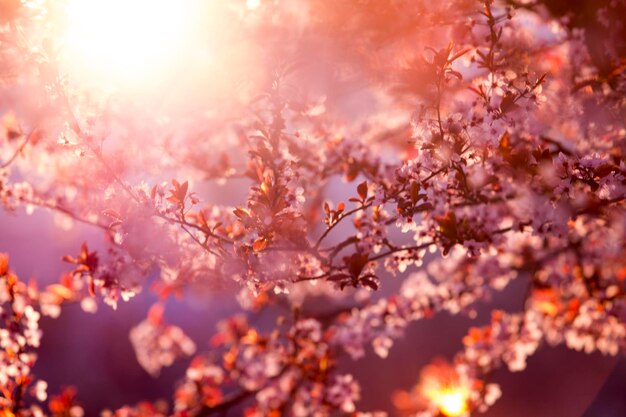 푸른 하늘에 보라색 사쿠라의 봄 꽃 피는 나무와 태양 플레어가있는 아름다운 자연 장면 분홍색 봄 꽃이있는 벚꽃 벚꽃 살구 아몬드 꽃 나무