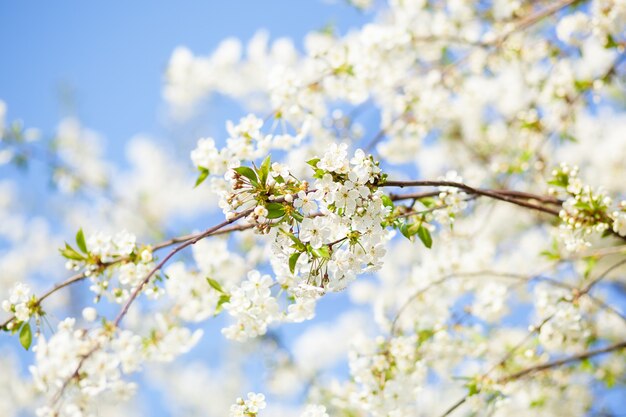 春の自然の背景に桜や桜の花のソフトフォーカス プレミアム写真