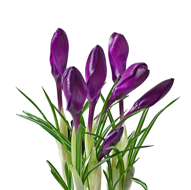 Free photo spring bouquet of purple crocuses isolated