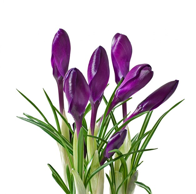 Spring bouquet of purple crocuses isolated 