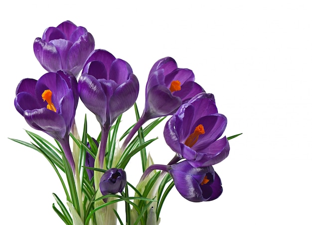 Spring bouquet of purple crocuses isolated 