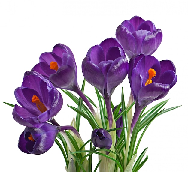 Spring bouquet of purple crocuses isolated 