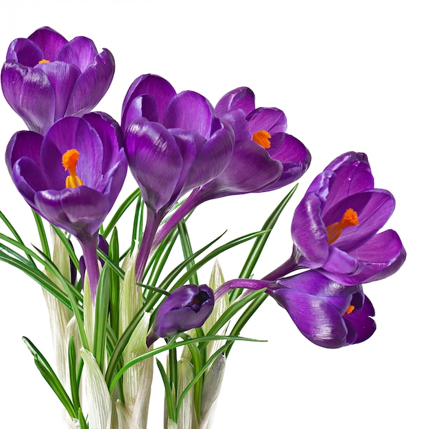 分離された紫のクロッカスの春の花束
