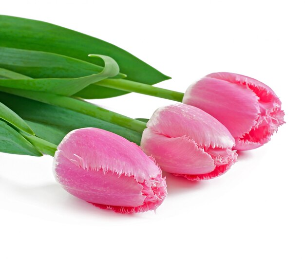 Spring bouquet of red tulips isolated 