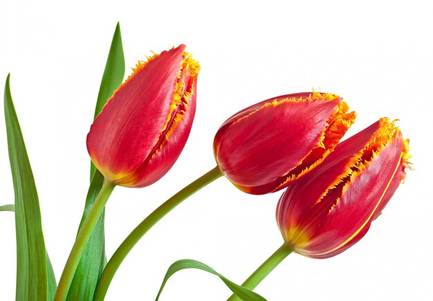 Spring bouquet of red tulips isolated 