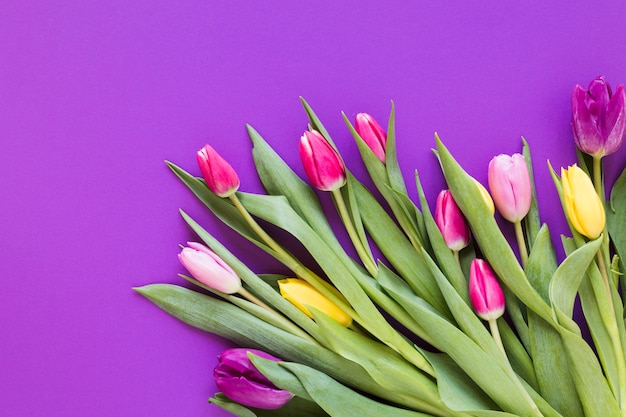 Foto gratuita fiori variopinti del tulipano della primavera con le foglie