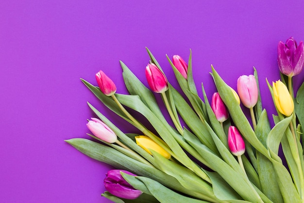 Spring colourful tulip flowers with leaves