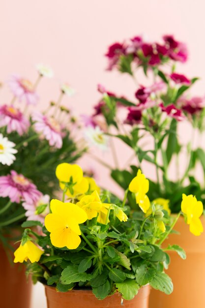 色とりどりの花で春のコンセプト