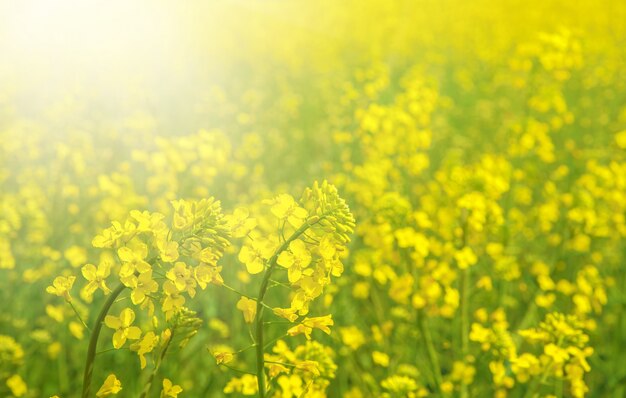 Spring field of fresh rape.