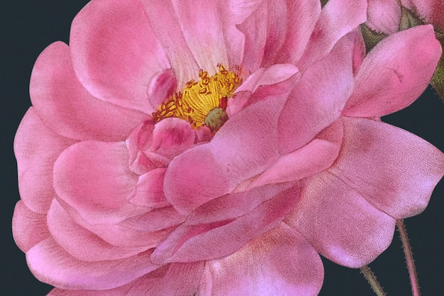 Foto gratuita sfondo floreale primaverile con illustrazione di rosa damascena, remixata da opere d'arte di pubblico dominio