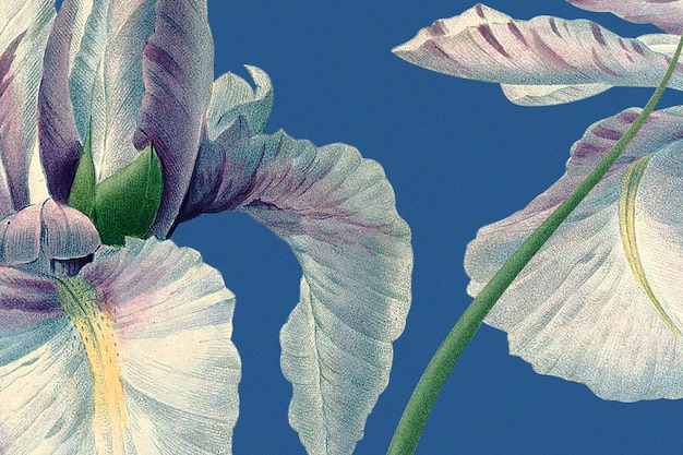 パブリックドメインのアートワークからリミックスされたスペインのアイリスのイラストと春の花の背景