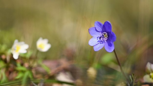 Весенний цветок. Красивые цветущие первые маленькие цветы в лесу. Hepatica. (Hepatica nobilis)