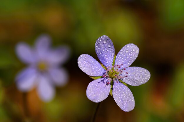 Весенний цветок. Красивые цветущие первые маленькие цветы в лесу. Hepatica. (Hepatica nobilis)