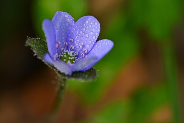 Spring flower Beautiful blooming first small flowers in the forest Hepatica Hepatica nobilis